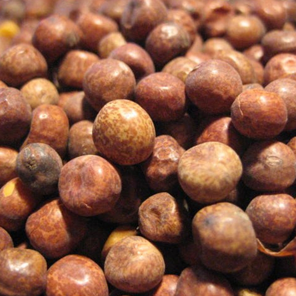 Javorové semeno Maple Peas - suché